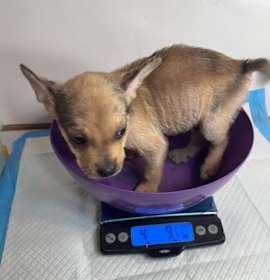 Dancer B1130 photo 2