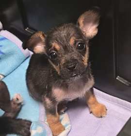 Rudolph B1130 photo 4