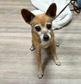 Photo of Tikka Germain