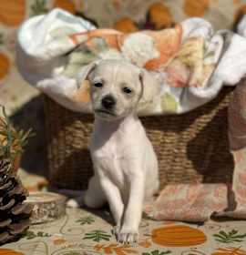 Photo of Mash Potato