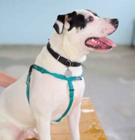 Photo of Squishmallow