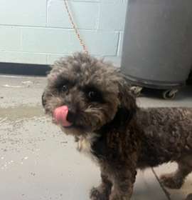 Photo of Sundance Kid