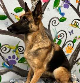 Photo of Carolina 25