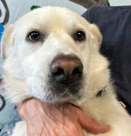 Photo of Mozzarella 25