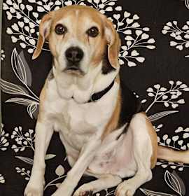 Photo of Preacher D5024