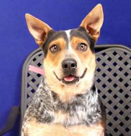 Photo of Little Debbie