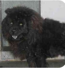 Photo of Dark Choclate- D.C.