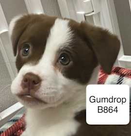 Photo of Gumdrop B864