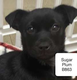 Photo of Sugar Plum B863