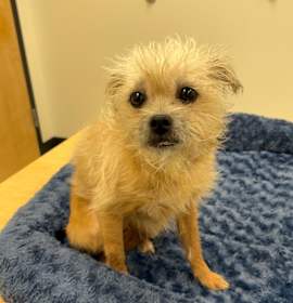 Photo of Cindy Lou Who / AC 27516 C