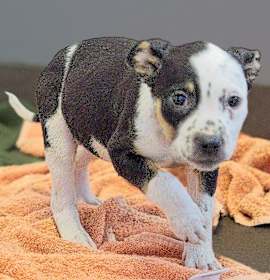 Photo of Betty Spaghetty