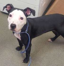 Photo of PR 57 Mistle Toe