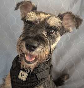 Photo of Lucas (looking for a foster)