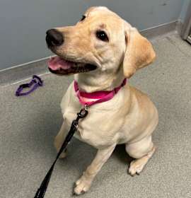 Photo of Banana Pudding