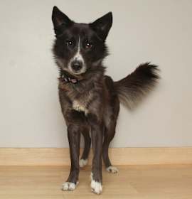 Photo of Dakota D67634