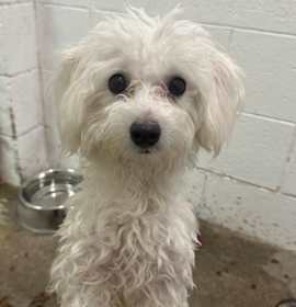 Photo of Marshmallow