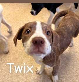 Photo of Twix
