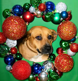 Photo of Polly Pocket*