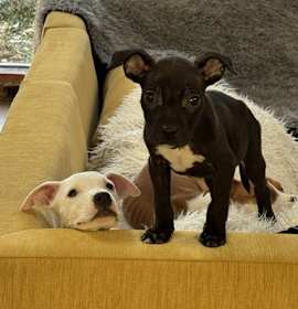 Photo of Wayne - available after 1/12/26