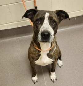 Photo of Shyla Rouge