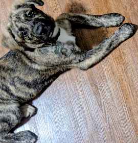 Sugar(Bernard) photo 3