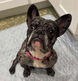 Photo of Dolce A2162445