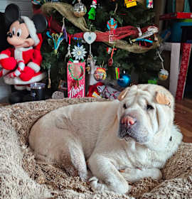 Photo of Olive *adoption pending*