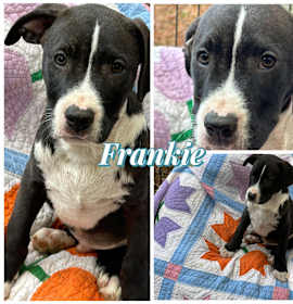 Photo of Frankie