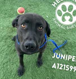 Photo of JUNIPER (RESCUE ONLY)