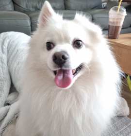 Photo of Sherlock (H)