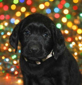 Photo of Beanie (Green Bean)