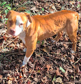 Photo of 12/23/2025-Stray-AdairCourt