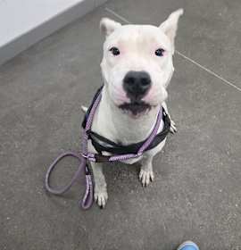 Photo of QUESA FRESCA