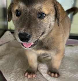 Photo of Snickerdoodle