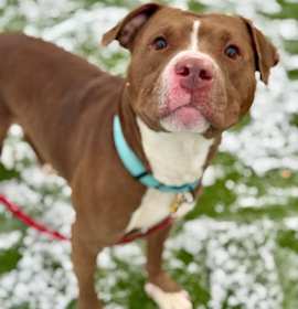 Photo of Copper II 2