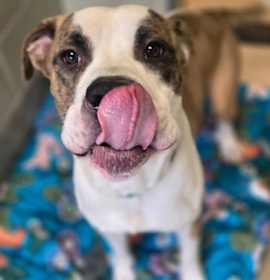 Photo of Cash (Foster/Adopt Only)