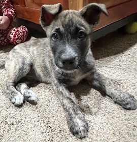 Photo of **CARLTON**