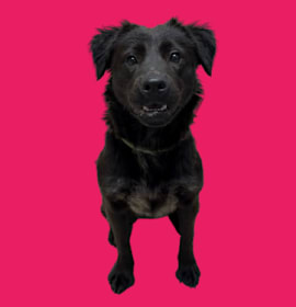 Photo of TUSC-Stray-83011