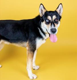 Photo of BLUEBERRY MUFFIN