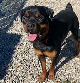 Photo of Kane  (Yogi)