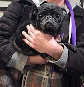 Photo of Boo *My Adoption is Pending!* *A very generous person has sponsored half of my adoption fee!* 