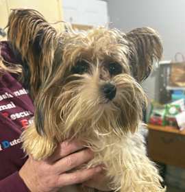 Photo of Nico 17B- 14717