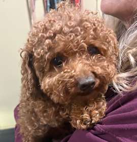 Photo of Sampson 23B- 14723