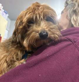 Photo of Samuel 14A- 14714