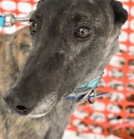 Photo of RAISE THE WIND