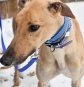 Photo of ARCADE DINER