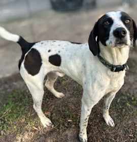 Photo of Buick Skylark