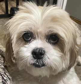 Photo of Lhasa Lydia