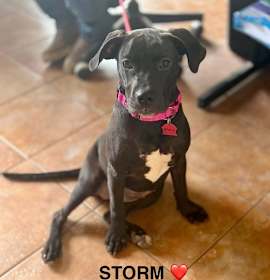 Photo of Storm Lonestar