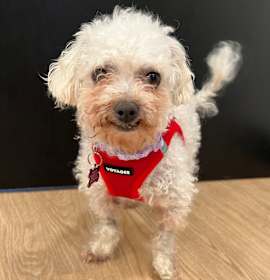 Photo of Truffles 13663